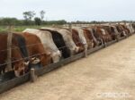 Geomembrana para comedero